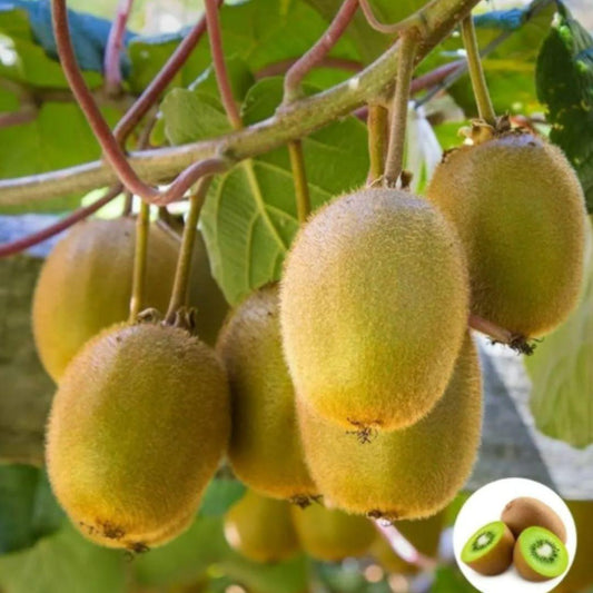 Kiwi, Juicy, Sour And Sweet, Suitable For Home Planting